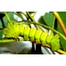 Madagascan Moon Moth mittrei  giant cocoons 